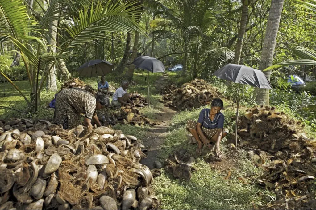 Traditional coir fiber retting from coconut husks – natural process of extracting coir fibers using water retting method in Kerala, India